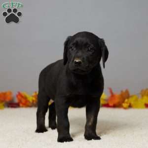 Bear, Black Labrador Retriever Puppy